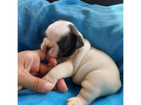 French bulldog yavruları