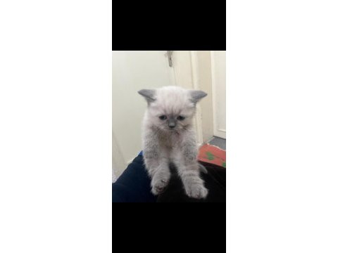 Sevimli british shorthair oğlumuz yeni yuvasını arıyor