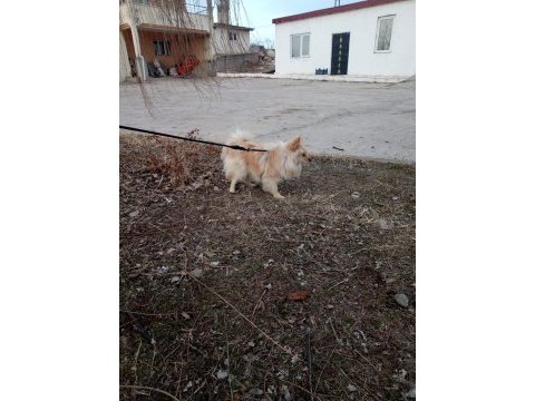 Pomeranian kızımızı sahiplendiriyoruz