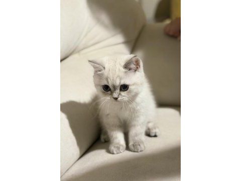 Safkan scottish fold ve british shorthair bebeklerim