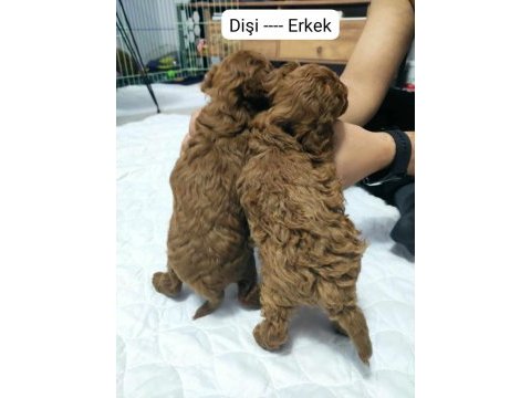 1 erkek ve 1 dişi teacup - kore poodle