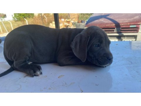 Safkan uygun cane corso
