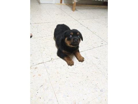 45 günlük rottweiler yavrusu