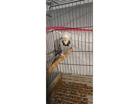 2 takım show jumbo muhabbet kuşu