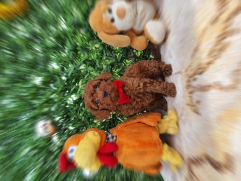 Oyuncak değil gerçek poodle