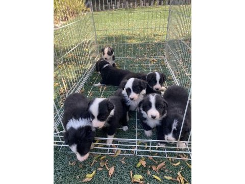 Border collie yavrular