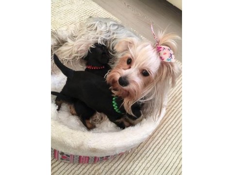Minicik kızımın yorkshire terrier kızları