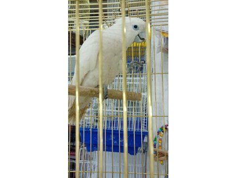 Kakadu papağanı