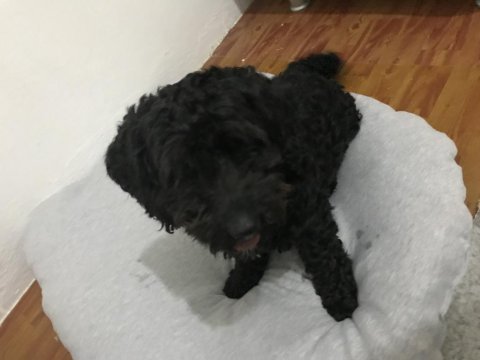 Maltipoo 2 yaşında