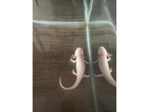 Axolotl (16-17cm)