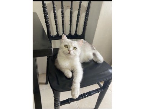 Güzeller güzeli british shorthair pamuk