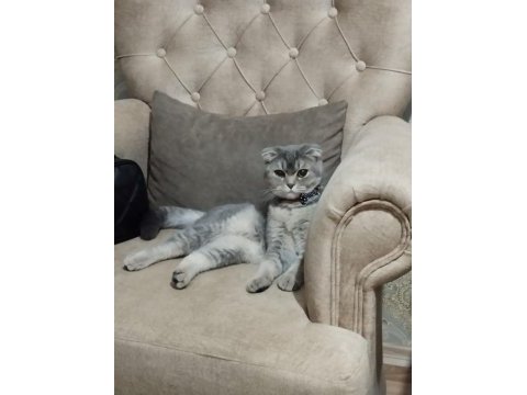 Scottish fold kedim