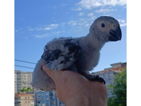 Yerli üretim iri boy jako papağanı