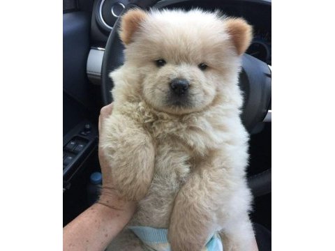 Irk ve sağlık garantili çin aslanı köpeğimiz