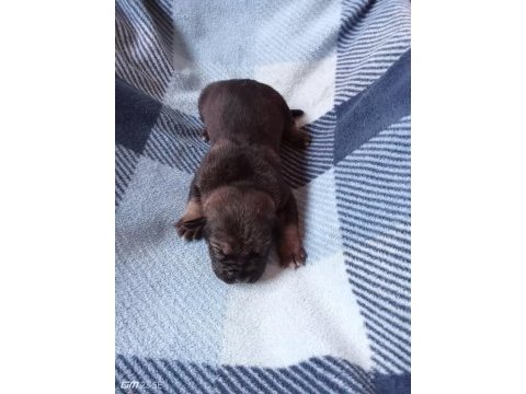 Anne tiger baba siyah 7 adet yavru cane corso