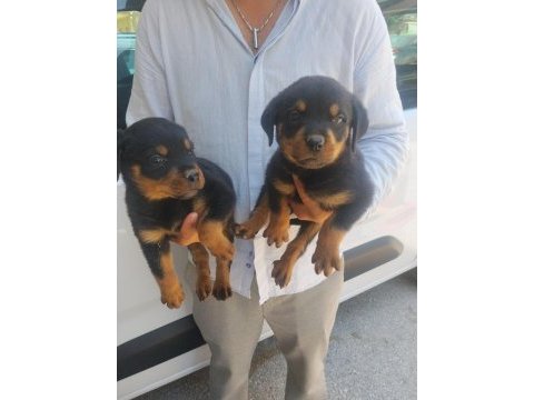 Dişi yavru rottweiler