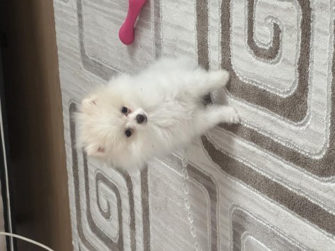 Orjinal pomeranian boo