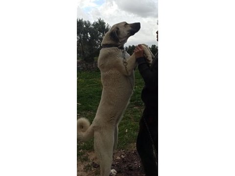 Koruma ve damızlık dişi kangal