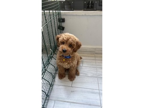 Safkan toy poodle yavrusu