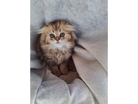 Scottish fold ve british shorthair yavrularımız