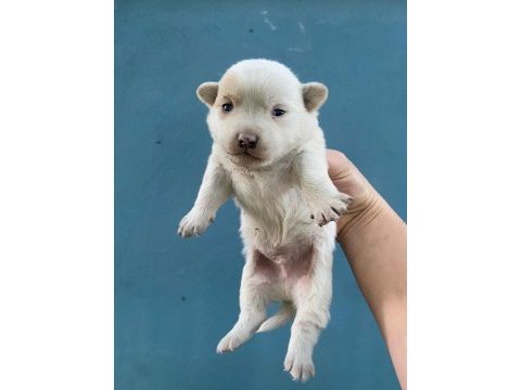 Dişi erkek chihuahua