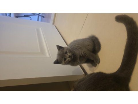 British shorthair bir buçuk aylık yavrular dişi kedi