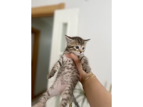 British golden erkek kedi