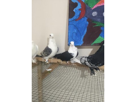 3 adet hünkari 1 mısıri güvercin