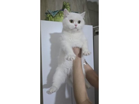 Kar beyaz british shorthair yavrularım
