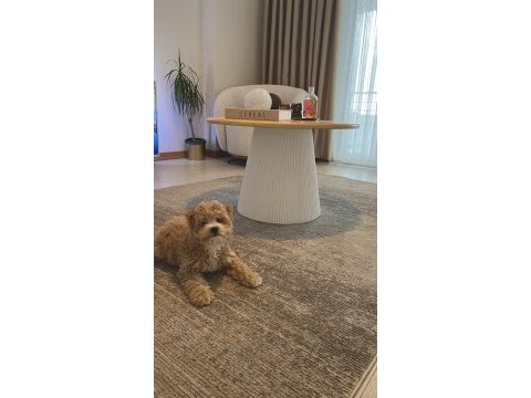Ankara çipli aşılı kaliteli maltipoo yavru