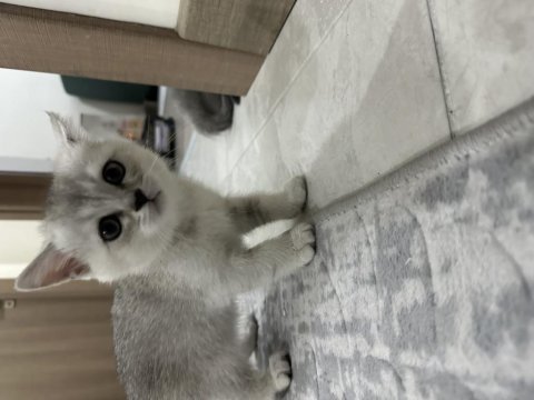 2 aylık british shorthair yavrularımız