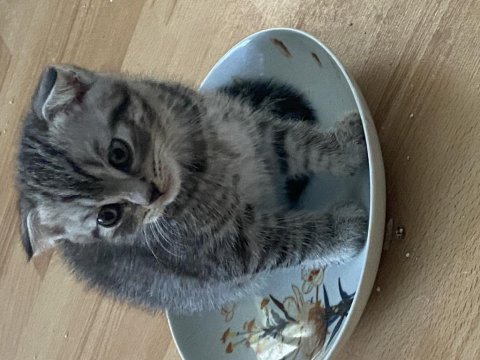 Scottish fold yeni yuva arıyoruz
