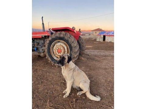 Dişi kangal damızlık 4 yaşında 80 cm