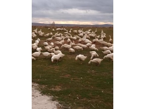 Aşıları yapılmış mast kazı civcivleri
