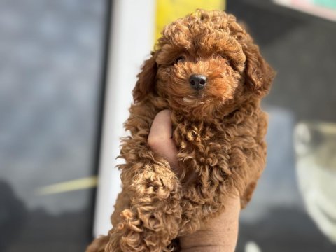 Ankaranın en elit toy poodle yavruları