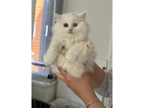 Bal gibi tatlı yavru british longhair kediler