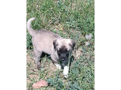 Yeni doğmuş kangal yavruları
