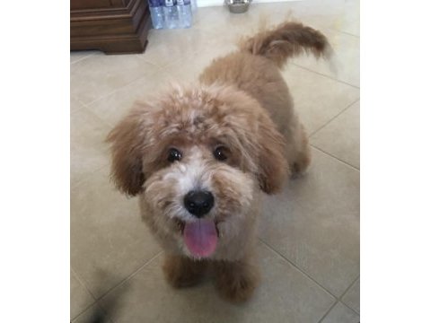 7 aylık eğitimli toy poodle erkek