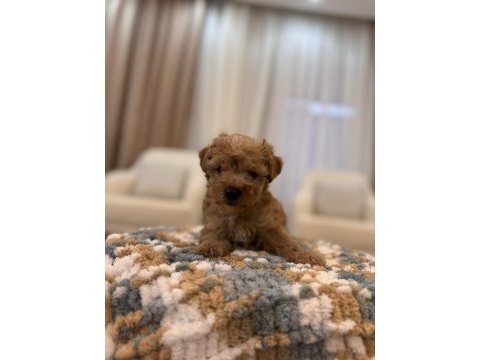 İpek gibi maltipoo