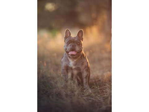 Takip şartıyla ücretsiz sahiplendirme french bulldog