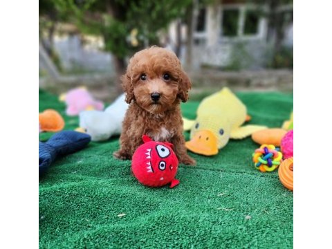 Maltipoo  yavrularımız 