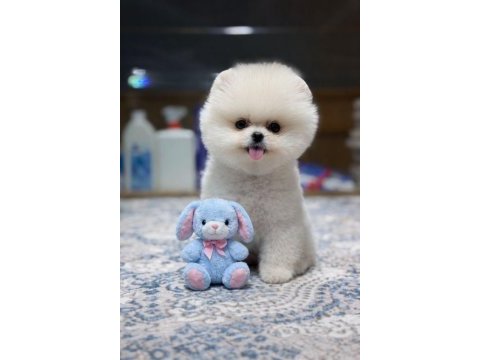 A kalite pomeranian boo show face