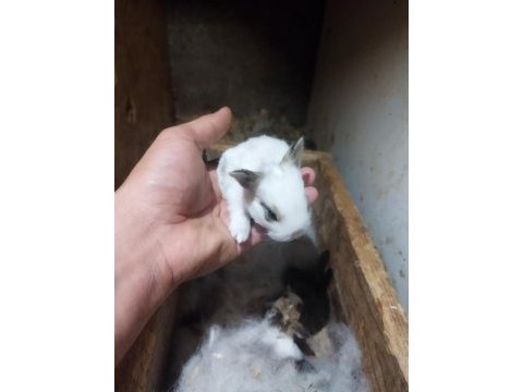 Bursa renk tavşan cüceleri hollanda