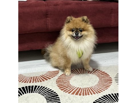 Pomeranian boo köpeği