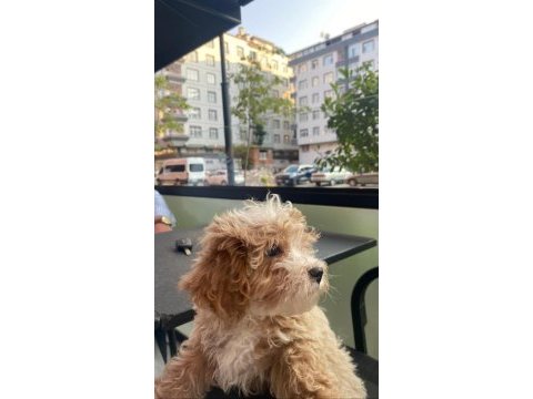 Vex 6 aylık maltipoo