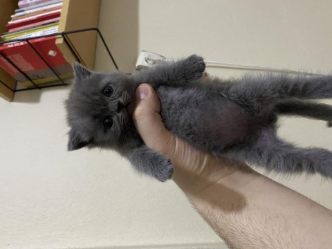 55 günlük erkek british shorthair