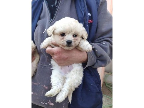 (sdk) çiftlikten sıfır numara maltese terrierler