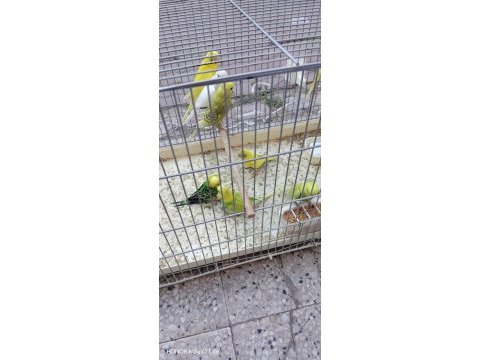 Yavru dişi erkek mevcut muhabbet kuşu