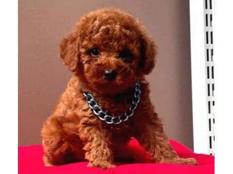 Toypoodle sevimli yavrular ruhsatlı çiftlik 