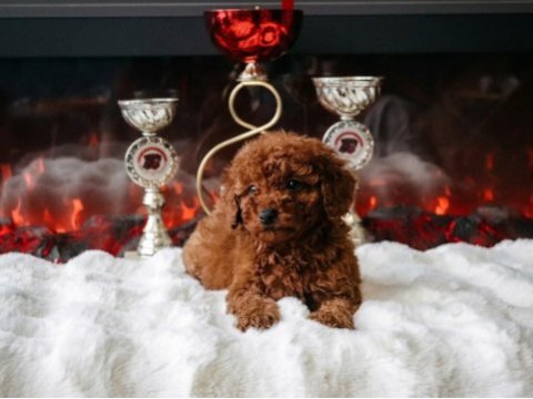 Toy poodle yavru erkek ve dişi yavrular aşı yapılmış